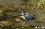 Blue Tit (Parus caeruleus)