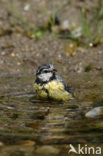 Blue Tit (Parus caeruleus)