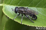 Hoverfly (Pipiza sp.)