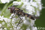 Xanthandrus comtus
