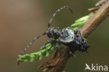 Pogonocherus hispidus