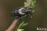 Pogonocherus hispidus