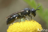 Poldermaskerbij (Hylaeus confusus)