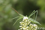 Predatory Bush Cricket (Saga pedo) 