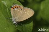 Black Hairstreak (Satyrium pruni)