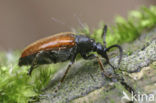 Pseudovadonia livida