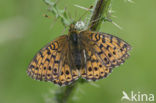 Lesser Marbled Fritillary (Brenthis ino)