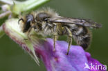 Sleepy Carpenter Bee (Chelostoma florisomne)