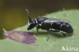 Resedamaskerbij (Hylaeus signatus)