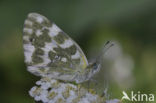 Resedawitje (Pontia daplidice)