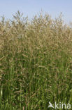 Rietgras (Phalaris arundinacea)