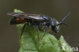 Rimpelkruinbloedbij (Sphecodes reticulatus)