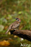 Eurasian Tree Sparrow (Passer montanus)