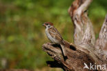 Eurasian Tree Sparrow (Passer montanus)