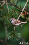 Eurasian Tree Sparrow (Passer montanus)