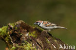 Eurasian Tree Sparrow (Passer montanus)