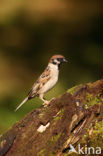 Eurasian Tree Sparrow (Passer montanus)