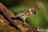 Eurasian Tree Sparrow (Passer montanus)