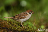 Eurasian Tree Sparrow (Passer montanus)