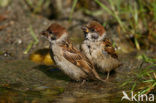 Eurasian Tree Sparrow (Passer montanus)