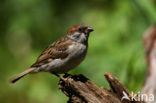 Eurasian Tree Sparrow (Passer montanus)