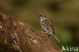 Eurasian Tree Sparrow (Passer montanus)