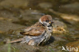 Eurasian Tree Sparrow (Passer montanus)