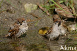 Eurasian Tree Sparrow (Passer montanus)