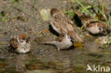 Eurasian Tree Sparrow (Passer montanus)