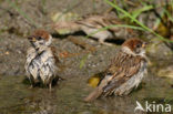 Eurasian Tree Sparrow (Passer montanus)