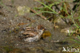 Eurasian Tree Sparrow (Passer montanus)