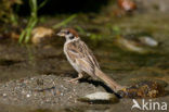 Eurasian Tree Sparrow (Passer montanus)