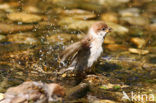 Eurasian Tree Sparrow (Passer montanus)