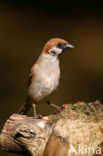 Eurasian Tree Sparrow (Passer montanus)