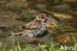 Eurasian Tree Sparrow (Passer montanus)