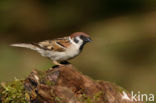 Eurasian Tree Sparrow (Passer montanus)