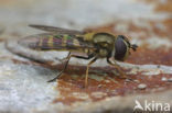 hoverfly (Parasyrphus vittiger)