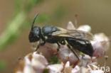 Rinks maskerbij (Hylaeus rinki)