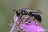 Hylaeus rinki