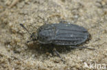 carrion beetle (Thanatophilus sinuatus)