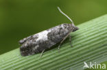 eyespotted bud moth (Spilonota ocellana)