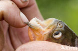 Red-bellied piranha (Pygocentrus nattereri)