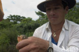 Red-bellied piranha (Pygocentrus nattereri)