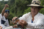 Red-bellied piranha (Pygocentrus nattereri)