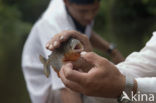 Red-bellied piranha (Pygocentrus nattereri)