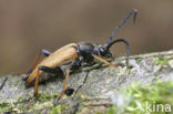 Red Longhorn Beetle (Corymbia rubra)