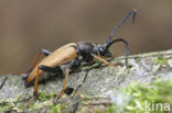 Rode smalbok (Corymbia rubra)