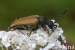 Red Longhorn Beetle (Corymbia rubra)