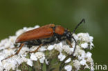 Red Longhorn Beetle (Corymbia rubra)