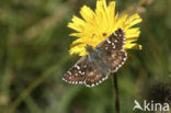 Rood spikkeldikkopje (Pyrgus cirsii) 